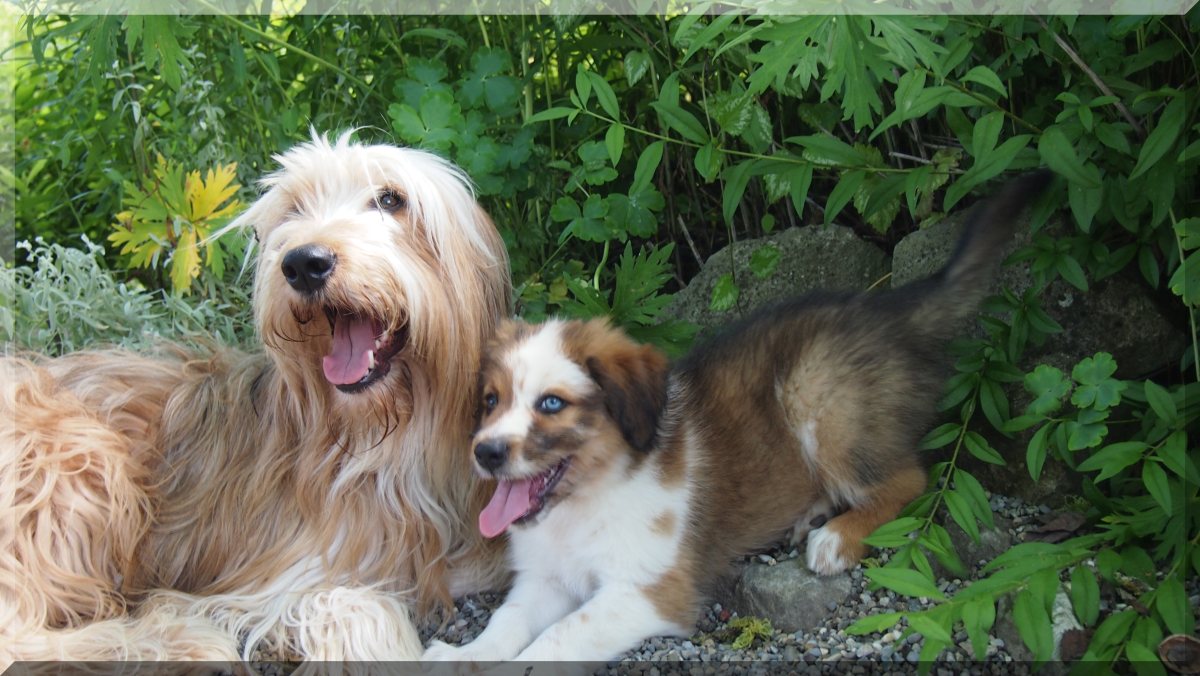 Wäller von der Straubenhalde